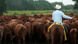 Trump goes after the companies ranchers blame for the beef price squeeze