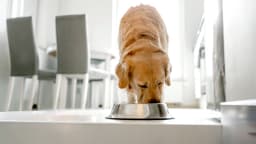 Nearly 2,000 pounds of pet food recalled over salmonella, listeria risk